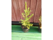   (Picea pungens), 4-,  2-3., 350.  1 .