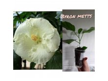 Byrron Metts