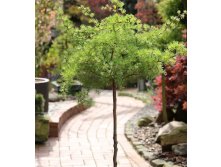   (Larix kaempferi Diana) C5 PA 100-120, 3929 