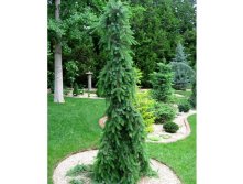   (Picea omorika Bruns) C2 20-30, 2523 