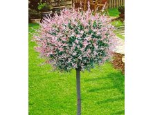   (Salix integra Hakuro-nishiki) C5 PA 100-120, 3200 