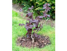   (Corylus avellana Red Majestic) C3-5, 3200 