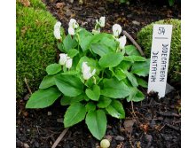   (Dodecatheon dentatum) 250.  5.