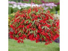 22 Begonia SUMMERWINGS Deep Red.jpg