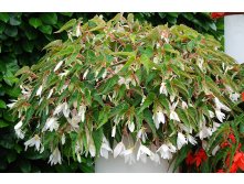 20 Begonia SUMMERWINGS White Elegance.jpg