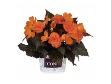 7  IConia Portofino Orange.jpg