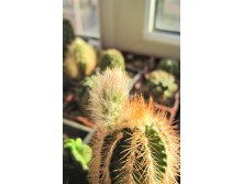 Echinocereus baileyi