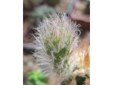 Echinocereus baileyi