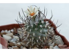 Turbinicarpus schmiedickeanus ssp. gracilis