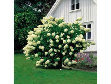   (Hydrangea paniculata Grandiflora) 7,5  PA 100+, 5590 
