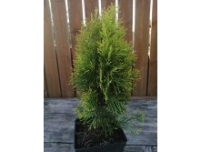   (Thuja occidentalis Golden Smaragd) 2-3 40-50, 899 