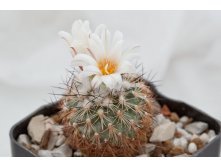 Turbinicarpus saueri