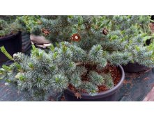   (Pinus parviflora Negishi) C3 30-50, 3380 