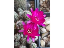 Chamaecereus hybrid Violet