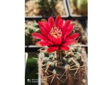 Gymnocalycium baldianum