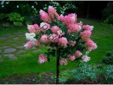   (Hydrangea paniculata Vanille Fraise) 7,5 PA 100+, 6600 