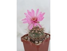 Gymnocalycium ferrari