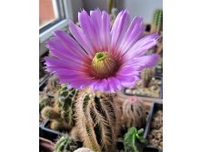 Echinocereus baileyi