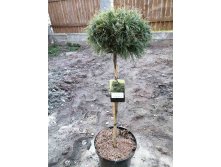   (Pinus strobus Green Twist) C7,5  PA 80 20-25, 6308 