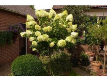   (Hydrangea paniculata Limelight) 5 PA 60+, 5820 