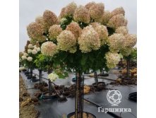   (Hydrangea paniculata Cotton Cream) 5 PA 60+, 5530 