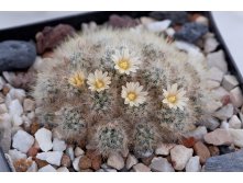 Mammillaria prolifera ssp. haitiensis