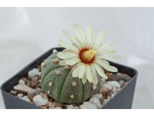 Astrophytum asterias var. nudum