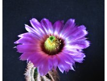 Echinocereus baileyi