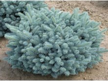   (Picea pungens Glauca Globosa) 3-5, 3681 
