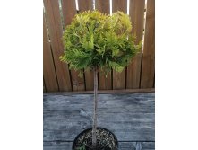   (Thuja occidentalis Yellow Ribbon) 5 PA25 , 3636 