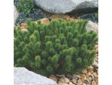   (Pinus mugo Pumilio) 3 20-30, 1855 