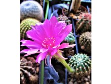 echinopsis calliantholilacina