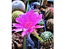 echinopsis calliantholilacina