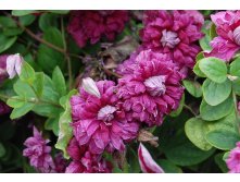   PURPUREA PLENA ELEGANS   .jpg
