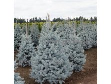   (Picea pungens Hoopsii) , 2, 20-30, 2723 