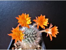 Rebutia flavistyla