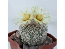 Astrophytum asterias 'Superkabuto'