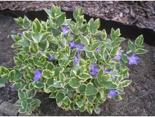   VARIEGATA.jpg