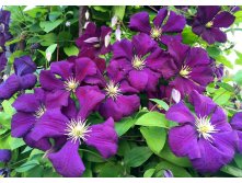   Etoile Violette  .jpg