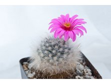 Mammillaria guelzowiana SB1160