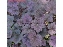   Frosted Violet  .jpg