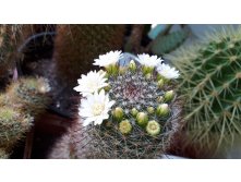 Mammillaria