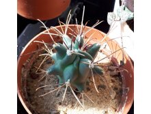 GLANDULICACTUS uncinatus