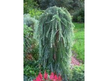   (Larix kaempferi Stiff Weeping) C5/7 150, 6570 