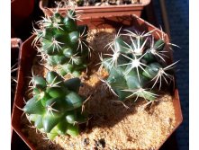 CORYPHANTHA 