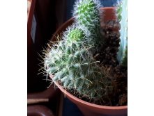  + Mammillaria wildii