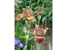 Dude 130