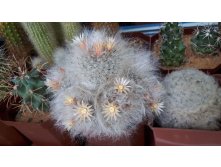 Mammillaria bocasana