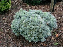   (Picea pungens Mecky) C5 30+, 3548 