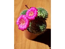 REBUTIA violaciflora